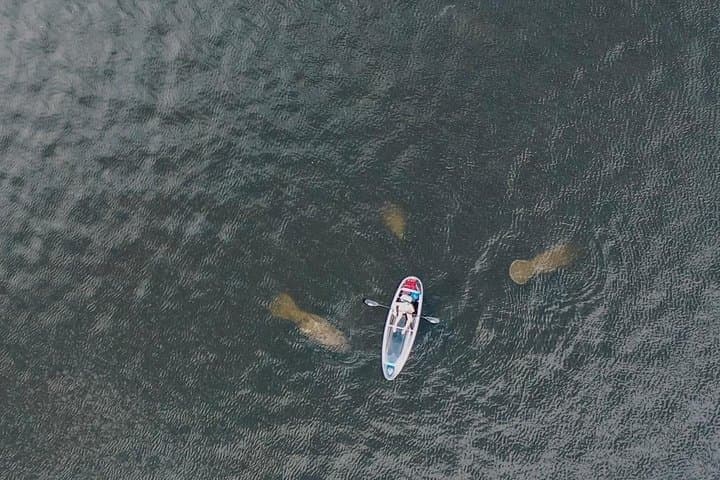 Clear Kayak Manatee Tour — Paddle Tarpon Springs' Anclote River photo 4