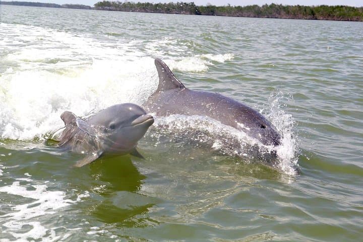 Exploring the Everglades: Small Group Motorboat Eco Tour Adventure photo 2