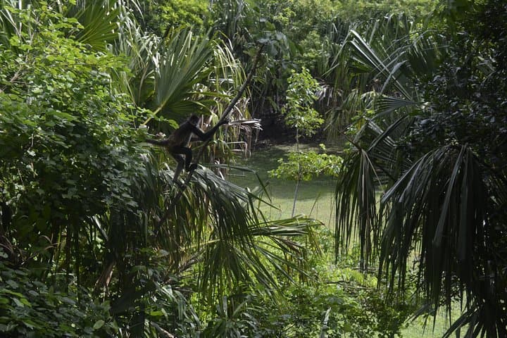 Chacchoben Mayan Ruins Costa Maya — Jungle Temples, Spider Monkeys & Guided History photo 5