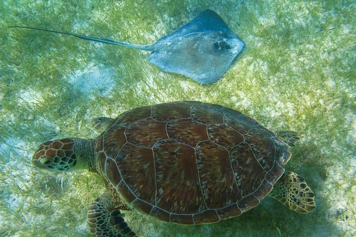 Akumal & Cenote Snorkel: Swim with Sea Turtles from Tulum photo 3