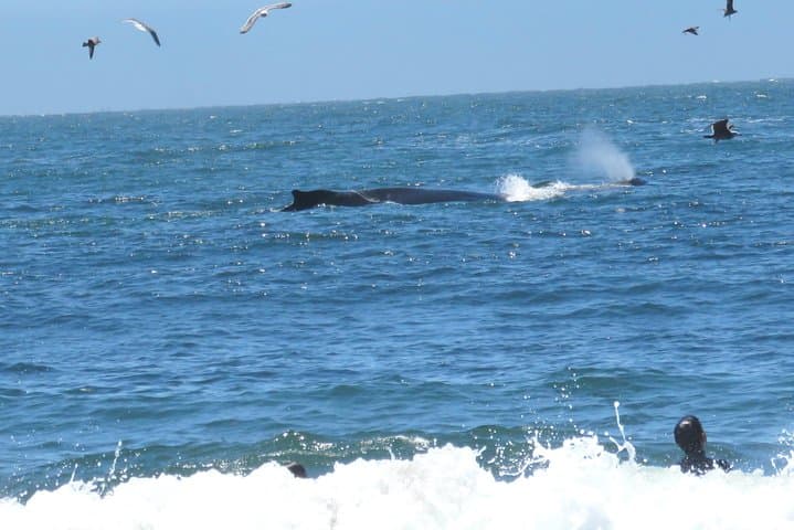 Private Half-Day Tour: Alcatraz, Muir Woods & Sausalito — Skip-the-Line Access photo 5