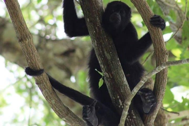Howler Monkeys and Mayan Adventure at Altun Ha, Belize photo 2