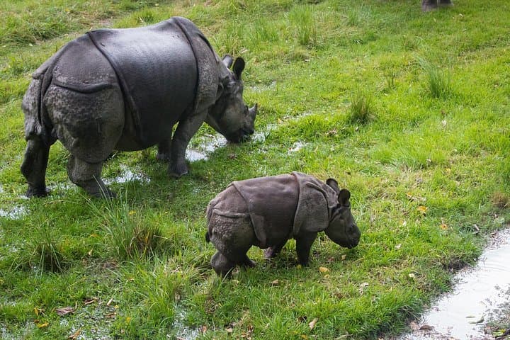 8-Day Nepal Highlights Tour: Kathmandu, Pokhara & Chitwan Adventure photo 6