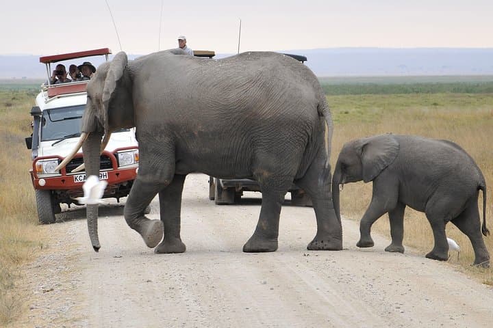 2-Day Amboseli Getaway: Kilimanjaro Views and Elephant Safaris photo 2