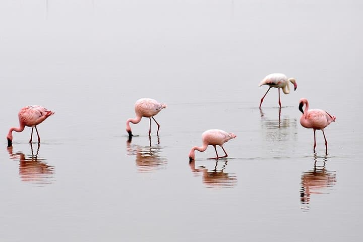 2-Day Amboseli Getaway: Kilimanjaro Views and Elephant Safaris photo 3