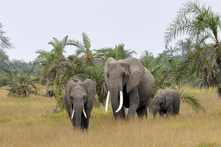 2-Day Amboseli Getaway: Kilimanjaro Views and Elephant Safaris photo 4