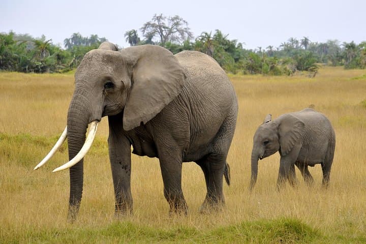 2-Day Amboseli Getaway: Kilimanjaro Views and Elephant Safaris photo 5