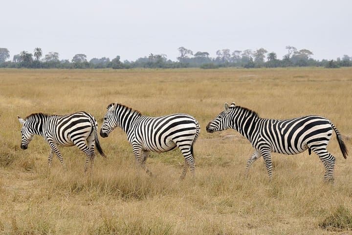 2-Day Amboseli Getaway: Kilimanjaro Views and Elephant Safaris photo 6