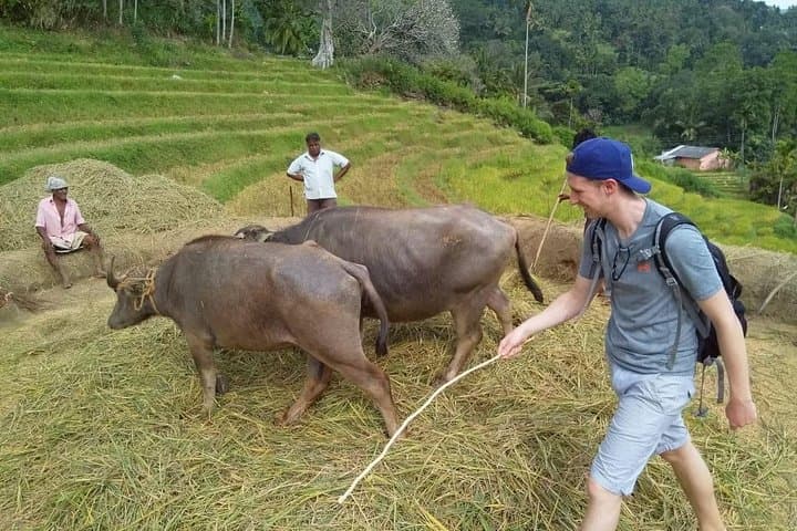 Knuckles Spice Trail Trek from Kandy — Day Hike Through Cloud Forest, Waterfalls & Village Spice Gardens photo 3