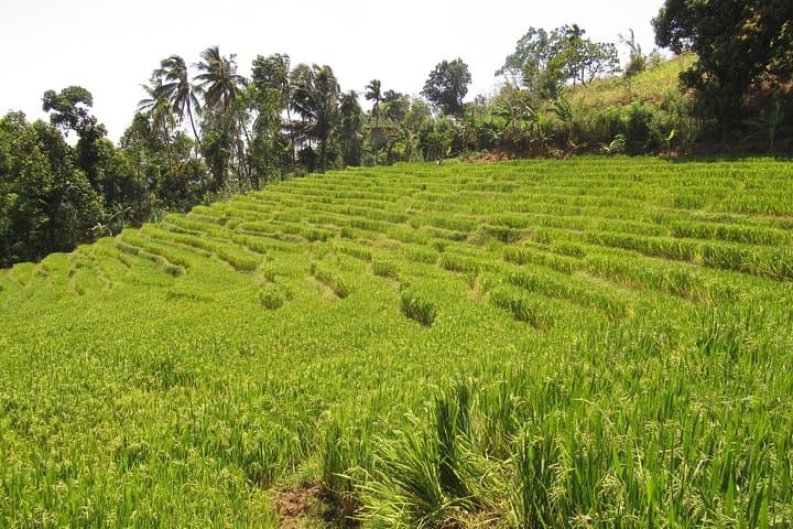 Knuckles Spice Trail Trek from Kandy — Day Hike Through Cloud Forest, Waterfalls & Village Spice Gardens photo 5
