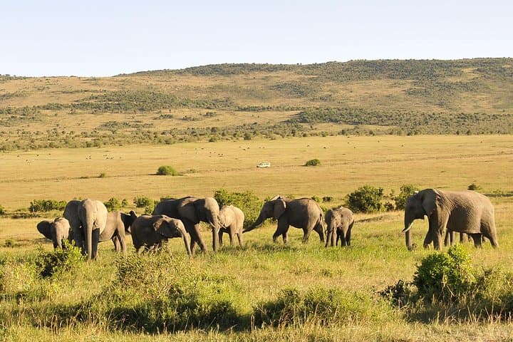 3-Day Maasai Mara Safari: Big Five, Migration & Maasai Village Experience