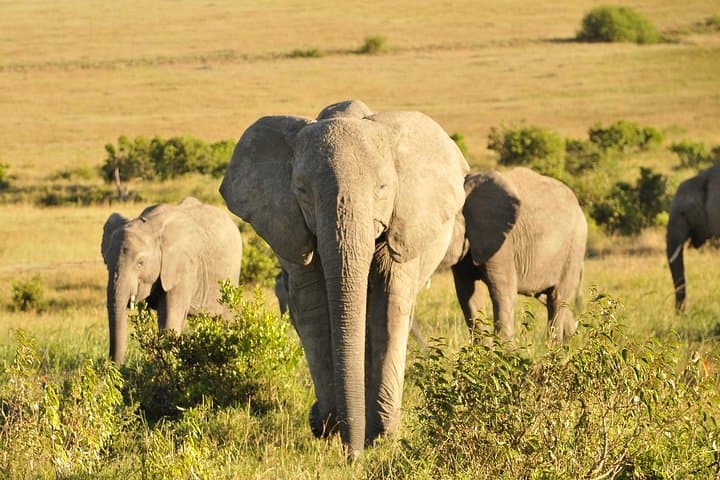 3-Day Maasai Mara Safari: Big Five, Migration & Maasai Village Experience photo 2