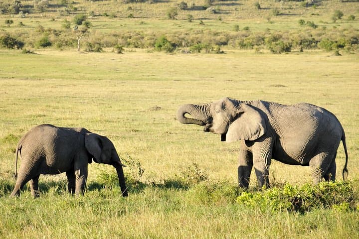 3-Day Maasai Mara Safari: Big Five, Migration & Maasai Village Experience photo 4