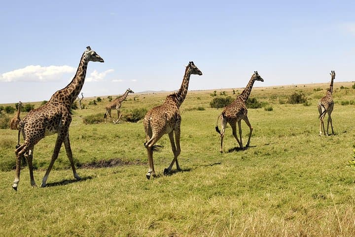 3-Day Maasai Mara Safari: Big Five, Migration & Maasai Village Experience photo 5