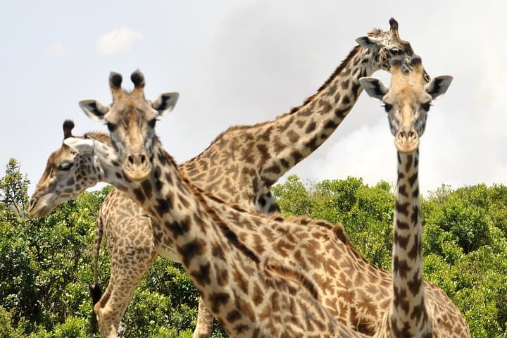 3-Day Maasai Mara Safari: Big Five, Migration & Maasai Village Experience photo 6