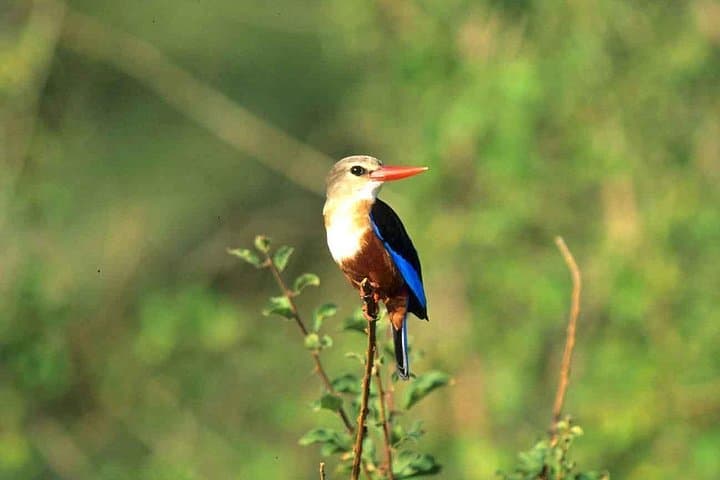 3-Day Meru National Park Safari — Rivers, Lions & Riverine Forests