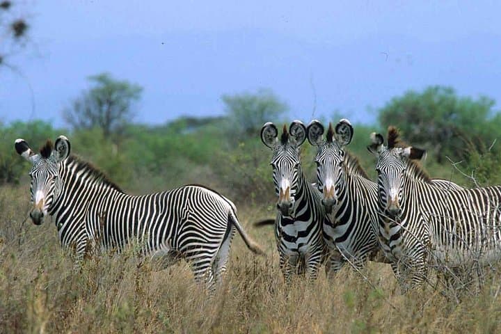 3-Day Meru National Park Safari — Rivers, Lions & Riverine Forests photo 2
