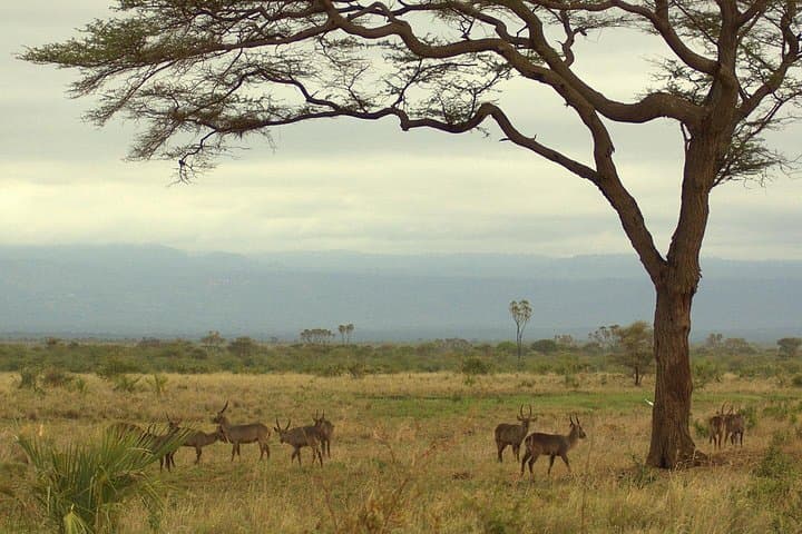 3-Day Meru National Park Safari — Rivers, Lions & Riverine Forests photo 4