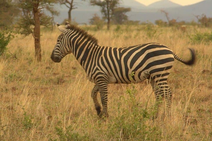 3-Day Meru National Park Safari — Rivers, Lions & Riverine Forests photo 5