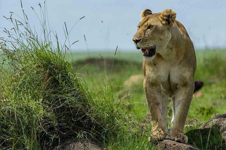 3-Day Meru National Park Safari — Rivers, Lions & Riverine Forests photo 6