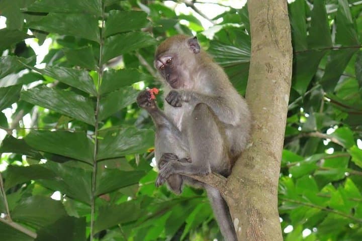 Pulau Ubin Paddle-to-Pedal Day Trip: Kayak, Mangroves & Bike Trails from Singapore photo 4