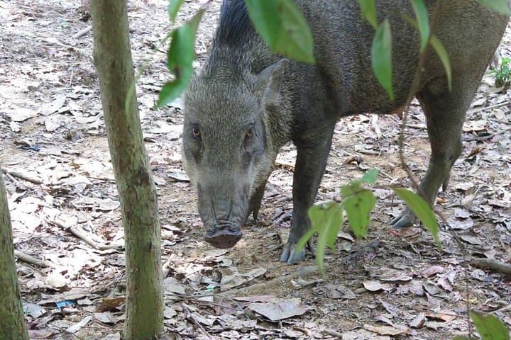 Pulau Ubin Paddle-to-Pedal Day Trip: Kayak, Mangroves & Bike Trails from Singapore photo 3