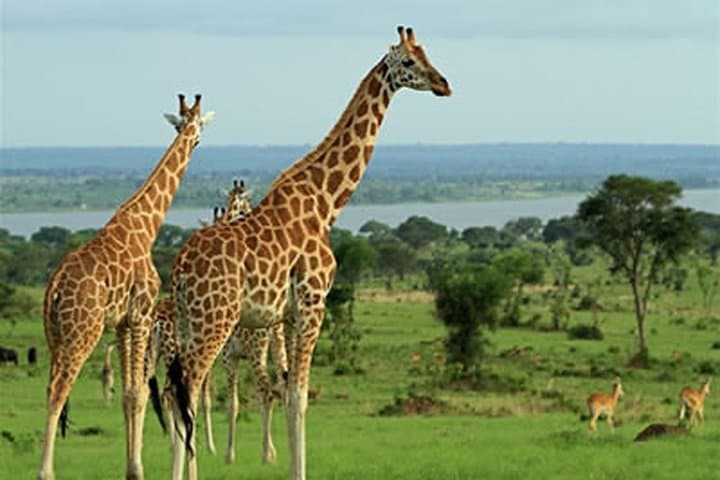 7-Day Rwanda Primate Safari: Gorillas, Chimpanzees & Akagera Game Drives photo 4