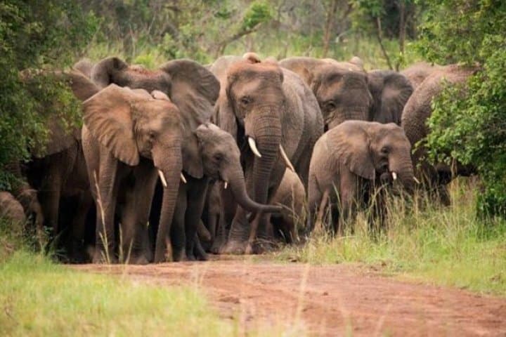 7-Day Rwanda Primate Safari: Gorillas, Chimpanzees & Akagera Game Drives photo 3
