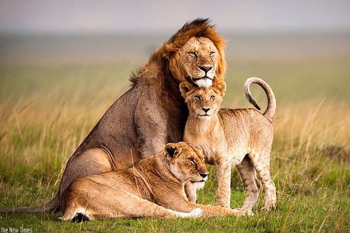 7-Day Rwanda Primate Safari: Gorillas, Chimpanzees & Akagera Game Drives photo 6
