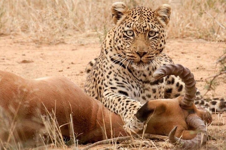 6-Day Luxury Safari Through Tarangire, Serengeti & Ngorongoro photo 2