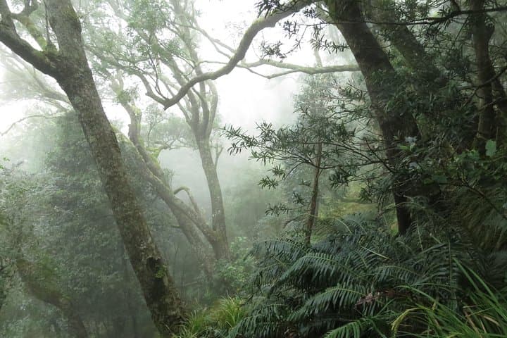 Skeleton Gorge Hike to Table Mountain Summit — Kirstenbosch Route photo 2