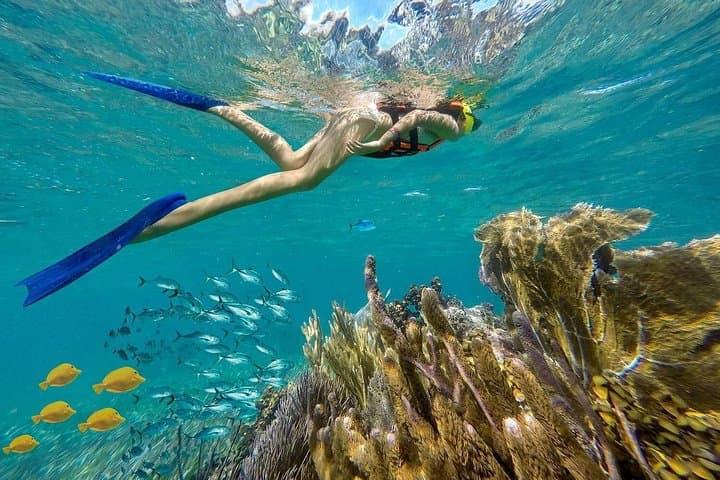 Puerto Morelos Reef Snorkeling: Guided Tour with Lunch & Hotel Pickup