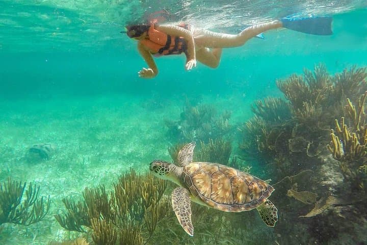 Puerto Morelos Reef Snorkeling: Guided Tour with Lunch & Hotel Pickup photo 5