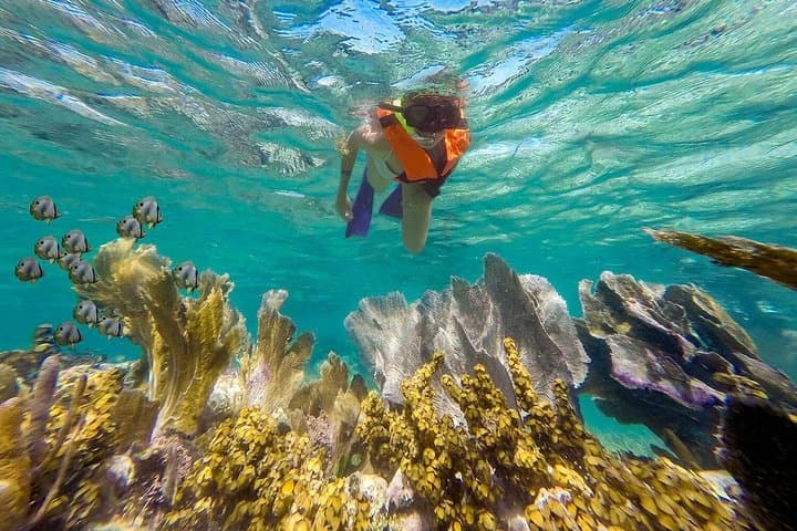 Puerto Morelos Reef Snorkeling: Guided Tour with Lunch & Hotel Pickup photo 3