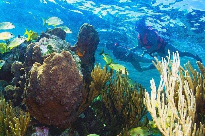 Puerto Morelos Reef Snorkeling: Guided Tour with Lunch & Hotel Pickup photo 6