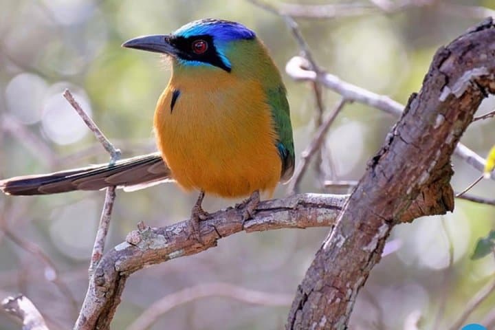 Ethiopia Birdwatching: 10-Day Endemics and Rift Valley Lakes Tour photo 2