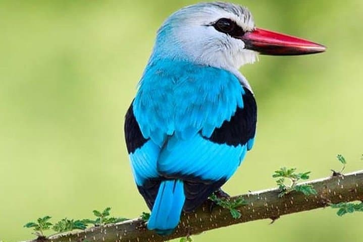 Explore Rwanda in 9 Days: Gorilla Trekking, Nyungwe Canopy Walk & Lake Kivu photo 4