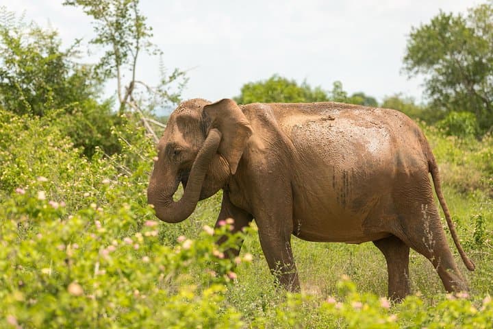 Udawalawe Safari from Ella — Afternoon Elephant Encounters & Birding photo 5