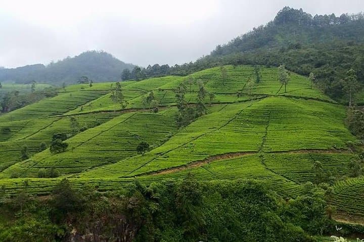 Sigiriya to Colombo: 5-Day Cultural Highlands and Rafting Adventure photo 5