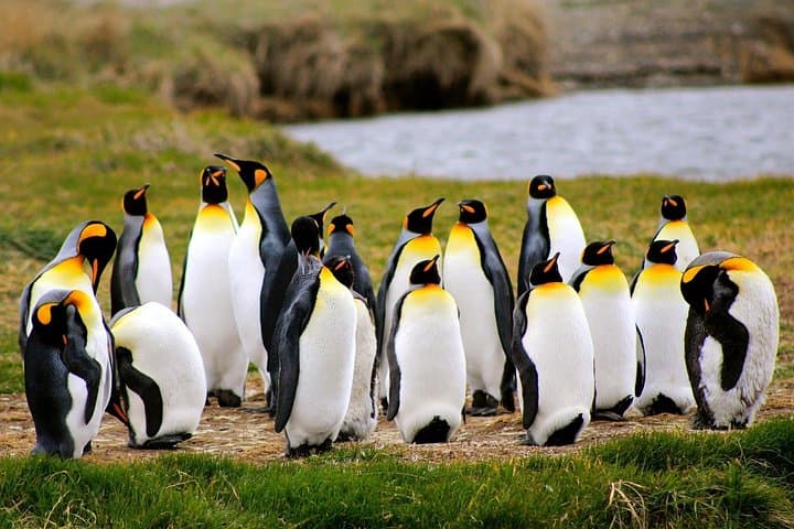 King Penguin Reserve Tierra del Fuego — Full-Day Wildlife Tour from Punta Arenas