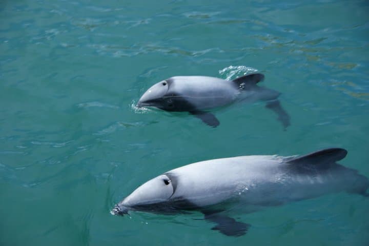 Historic Fox II Sailing in Akaroa Harbour — Hector's Dolphins & Coastal Wildlife Tour photo 2