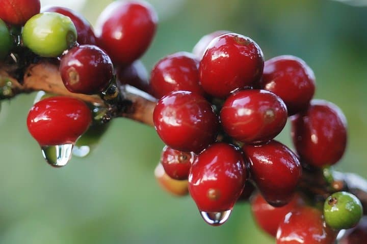 Monteverde Cloud Forest Coffee, Chocolate & Sugar Cane Farm Tour Guide