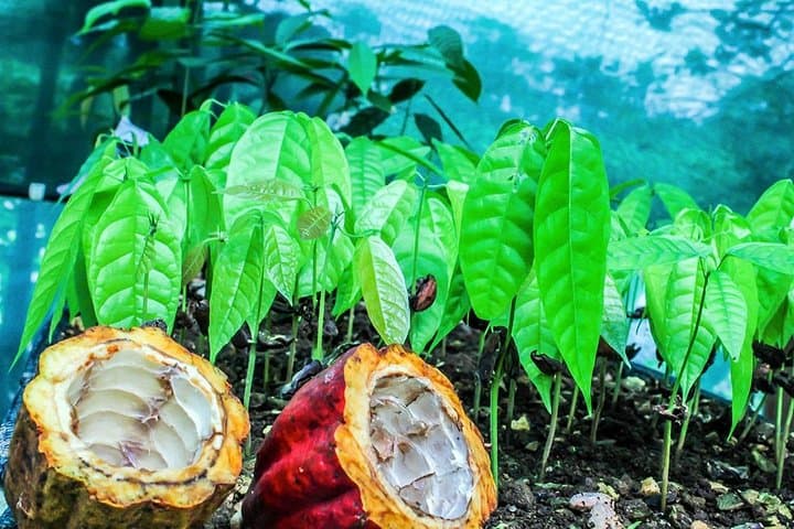 Monteverde Cloud Forest Coffee, Chocolate & Sugar Cane Farm Tour Guide photo 3
