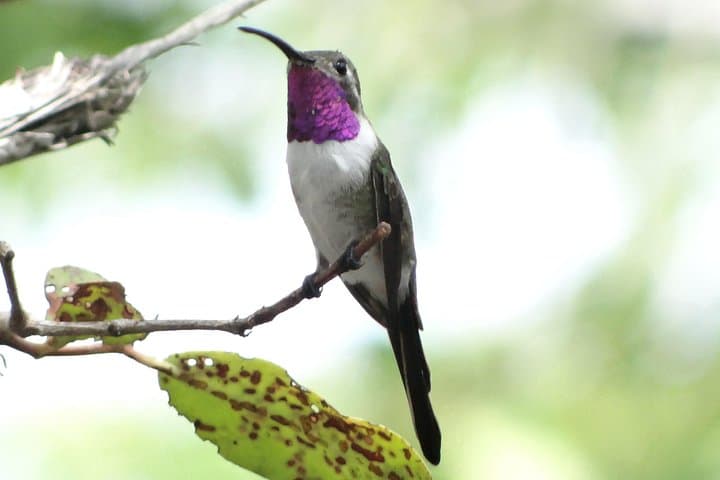 Bird Watching North of Mérida: Misné Balam & Chuburná Half-Day Tour photo 1