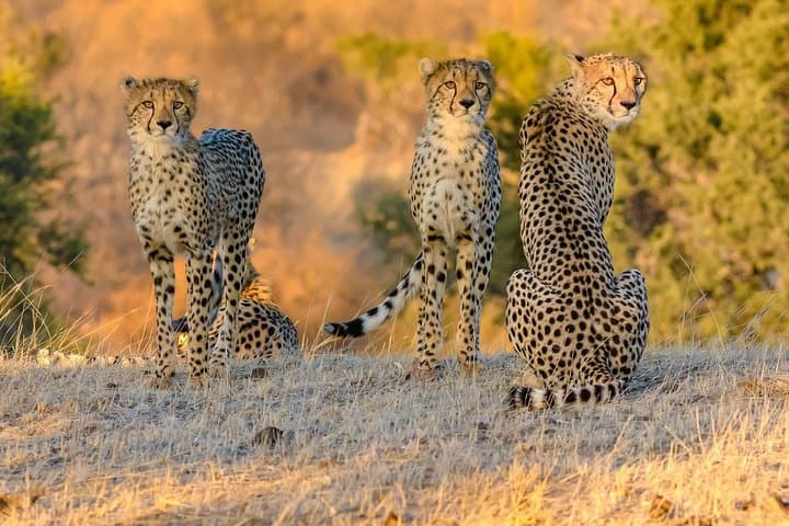 3-Day Kruger & Panorama Safari from Hazyview — Big Five Game Drives and Panorama Route photo 4