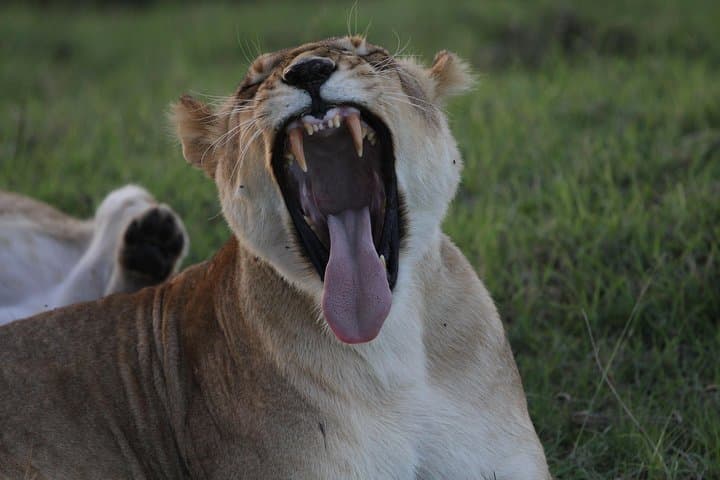 Inside Ngorongoro Crater: Full-Day Safari from Arusha