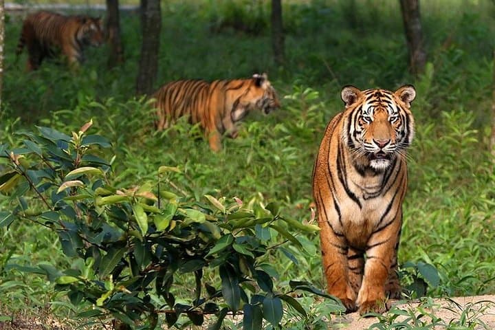 Sundarbans Explorer: 3-Day Cruise & Wildlife Safari from Khulna