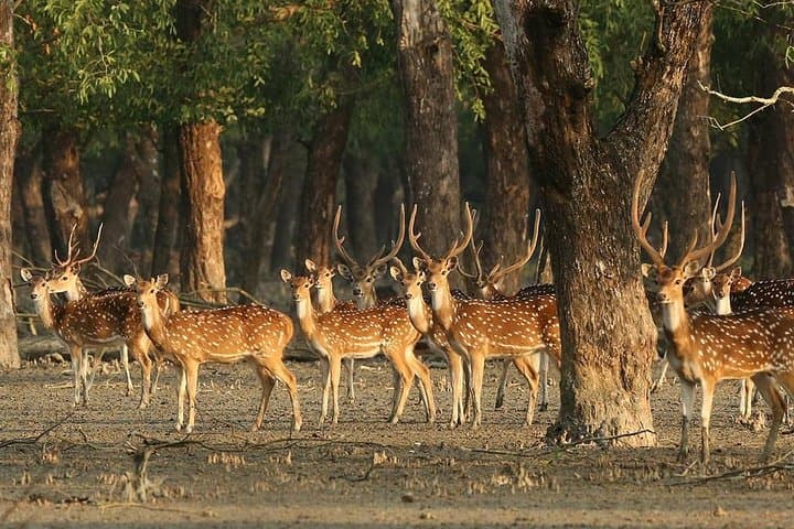 Sundarbans Explorer: 3-Day Cruise & Wildlife Safari from Khulna photo 4