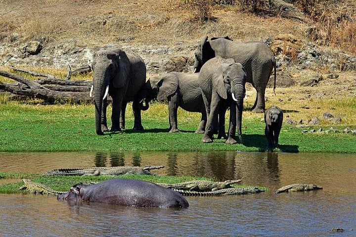 9-Day Safari to Selous, Ruaha & Mikumi — Boat Safaris, Walking Safaris & Game Drives photo 1