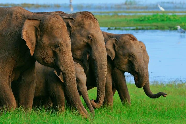 Private Driver-Guide Car Hire in Sri Lanka: Flexible Multi-Day Tours from Colombo photo 6